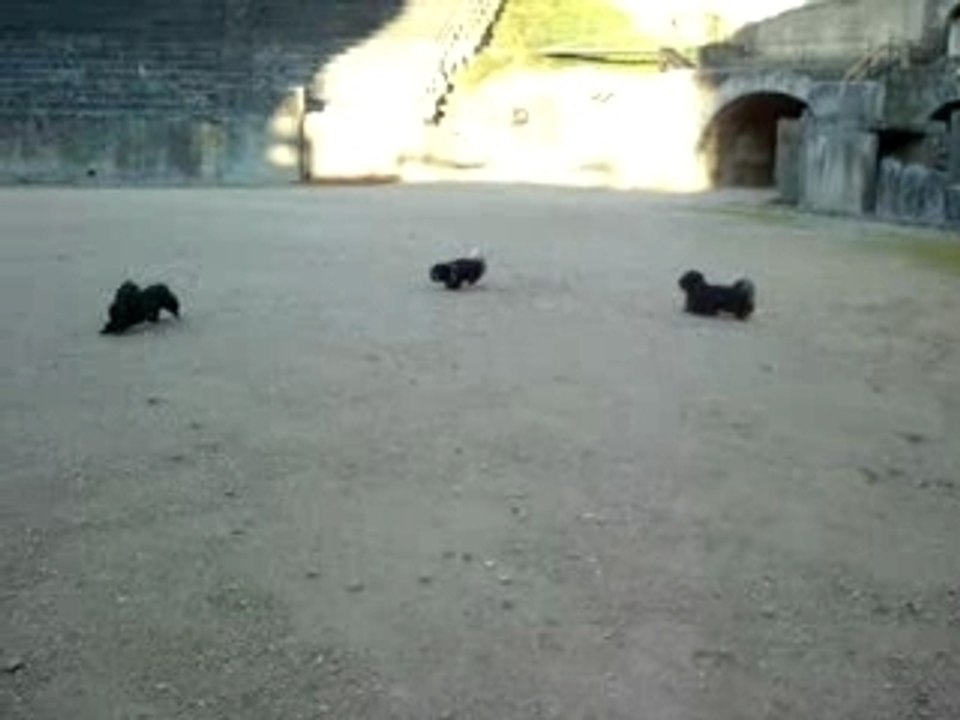 Course de bichons havanais