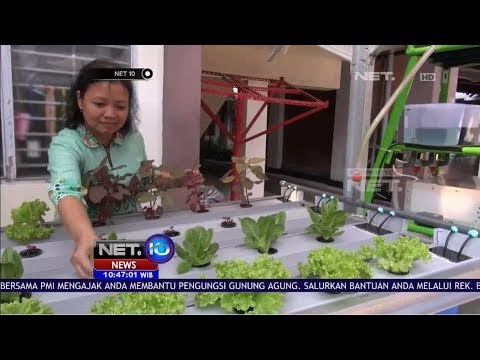 Alat Pengendali Kadar Air dan Nutrisi Tanaman Hidroponik Karya Anak Bangsa - NET10