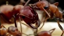 Documentary Ant Nature documentary 2016 War of Insects documentaries animal planet HD wild