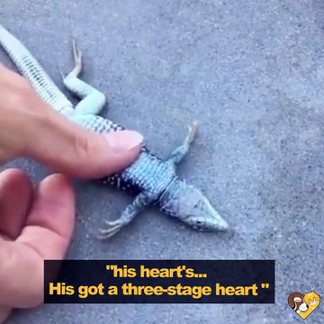 Cette femme fait un massage cardiaque à un lézard et lui sauve la vie