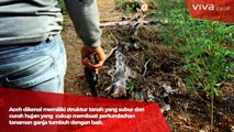 Suburnya Ladang Ganja di Serambi Mekah