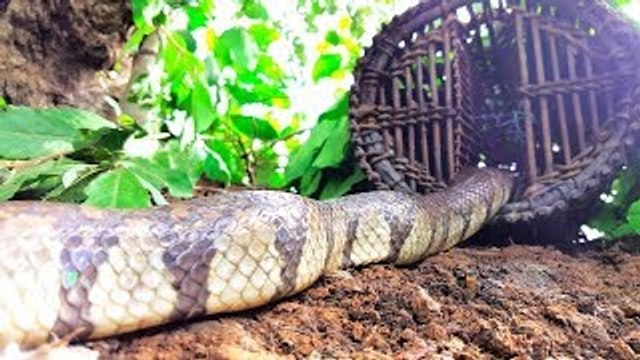 Amazing Little Sister and Brother Catch Big Snakes To Support Their Life Using Bamboo Fish