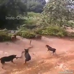 A huge Cobra fighting for her life with 4 dogs.