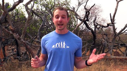 Crazy Lion Plays Fetch Like a Dog!