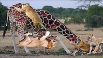 When lions gather to topple a huge giraffe