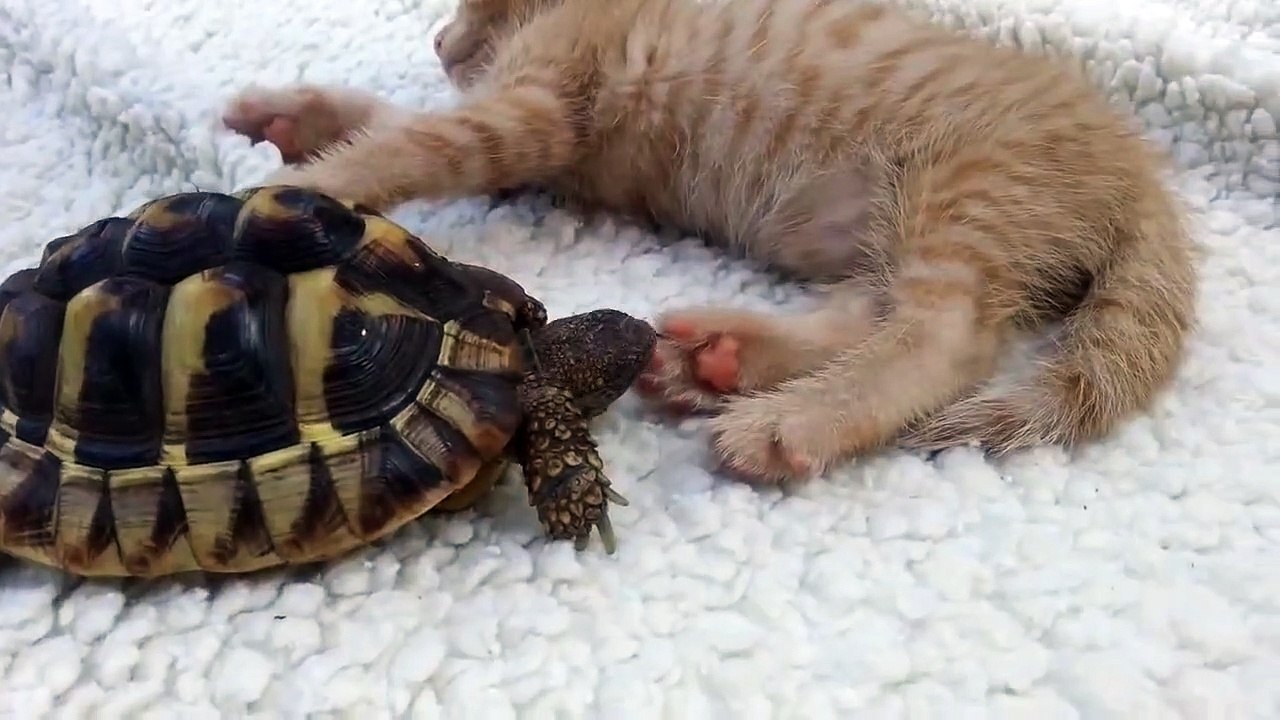 Cette tortue a faim : elle s'attaque à la patte de ce chat