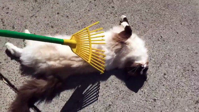 Ce chat apprécie les massages de ce rateau