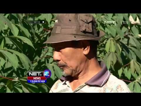 Akibat Erupsi Gunung Soputan, 750 Hektar Lahan Pertanian Rusak - NET12