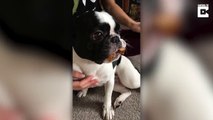 Adorable Pooch Was A ‘Woof’ Time Of Trying To Eat Dog Treat