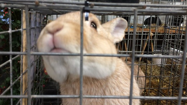 L'exposition nationale d'aviculture d'Avranches bat son plein