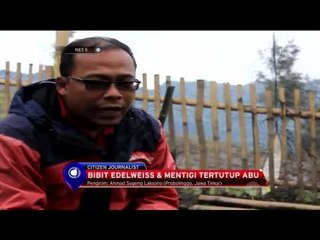 Bibit Edelweiss Dan Mentigi Tertutup Abu Di Gunung Bromo - NET5