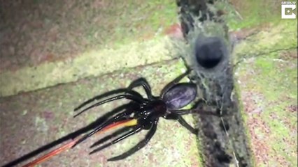 Venomous Spiders With ‘Glowing Green’ Fang