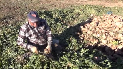 Bitlis'te Şeker Pancarı Hasadına Başladı