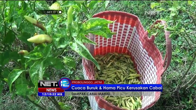 Cuaca Buruk dan Hama Dampak Kenaikan Harga Cabai - NET12