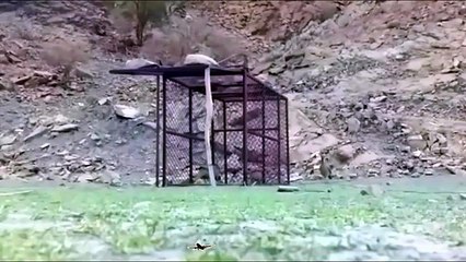 Best Birds Trap for Partridge | Arabian Birds Trap Style