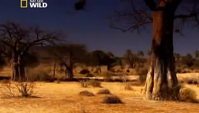 Lions Fighting to Death For Territory (Nature/Wildlife Documentary)