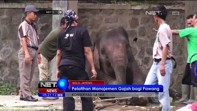Pelatihan Manajamen Gajah bagi Pawang di Solo - NET5