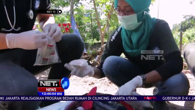 Terpisah Dari Induknya, Anak Orangutan Diselamatkan Warga