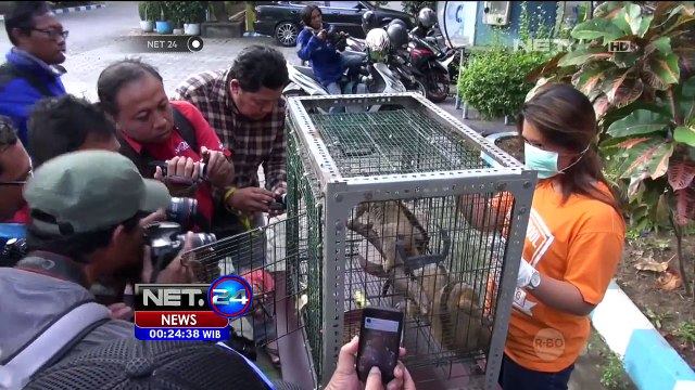 Penjualan Hewan Langka di Media Sosial - NEt24