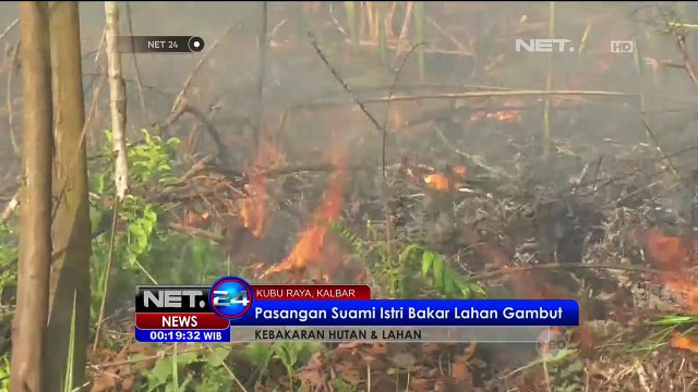 Pasangan Suami Istri Bakar Lahan Gambut - NET24