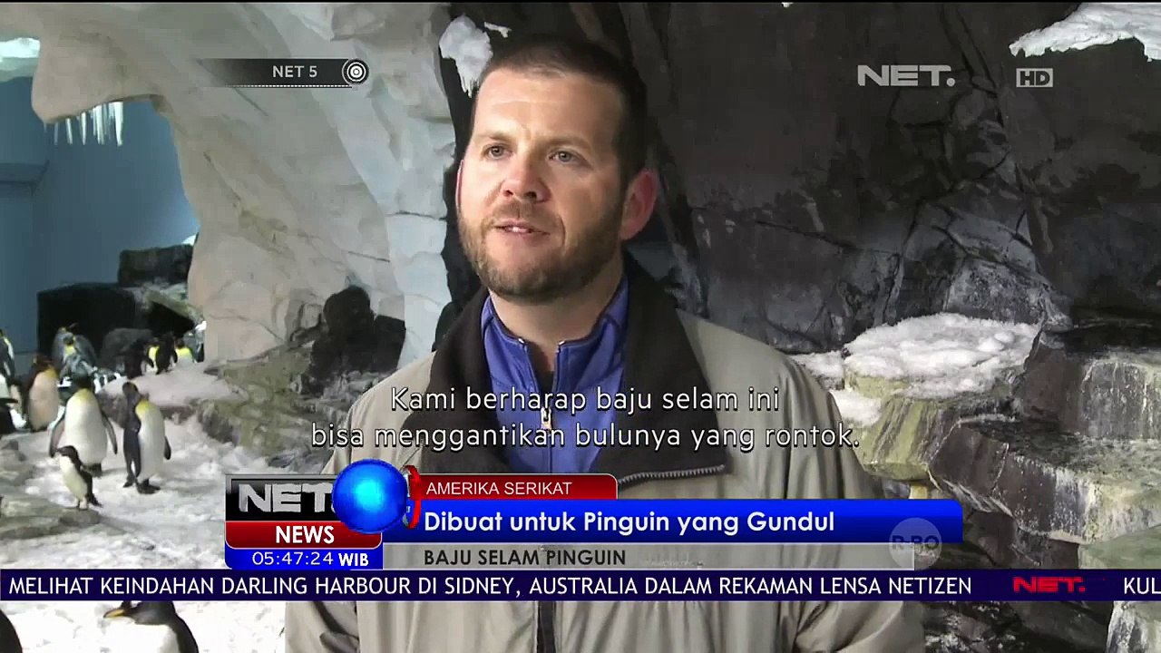 Baju Selam Pinguin Dibuat untuk Pinguin yang Gundul - NET 5