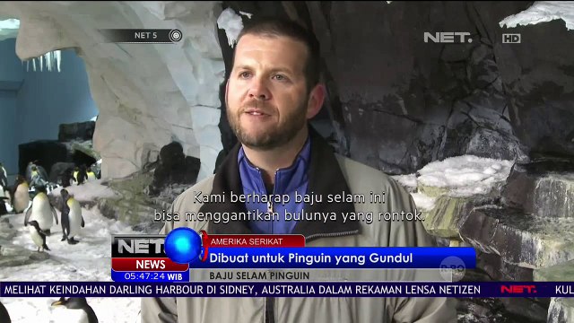 Baju Selam Pinguin Dibuat untuk Pinguin yang Gundul - NET 5