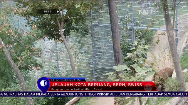 Melihat Tingkah Polah Beruang di Kota Bern, Swiss - NET5