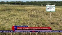 Hujan Deras Merendam Persawahan - NET 10