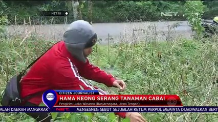 Hama Keong Serang Tanaman Cabai - NET 10
