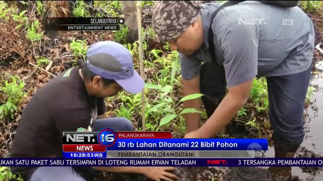 Rumah Baru Untuk Orang Utan - NET16