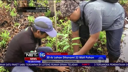 Rumah Baru Untuk Orang Utan - NET16
