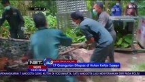 17 Orangutan Dilepasliarkan ke Alam Liar - NET10