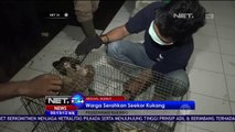 BKSDA Terima Seekor Kukang Hibah dari Warga