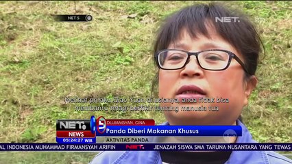 Lucunya Panda Ini Berprilaku bak Nenek Paruh Baya - NET5