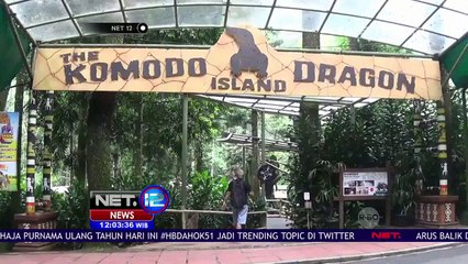 Melihat Komodo Dari Jarak Dekat di Bogor - Net 12