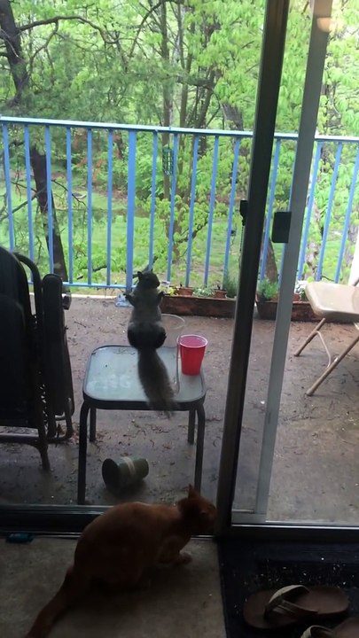 Cet écureuil observe une famille dans sa maison...