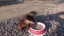 Quoi de plus adorable que 2 bébés loutres qui mangent leur petit déjeuner