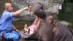Cet hippopotame adore qu'on lui brosse les dents
