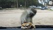 Ce petit singe veut attraper un hamburger derrière le pare-brise d’une voiture