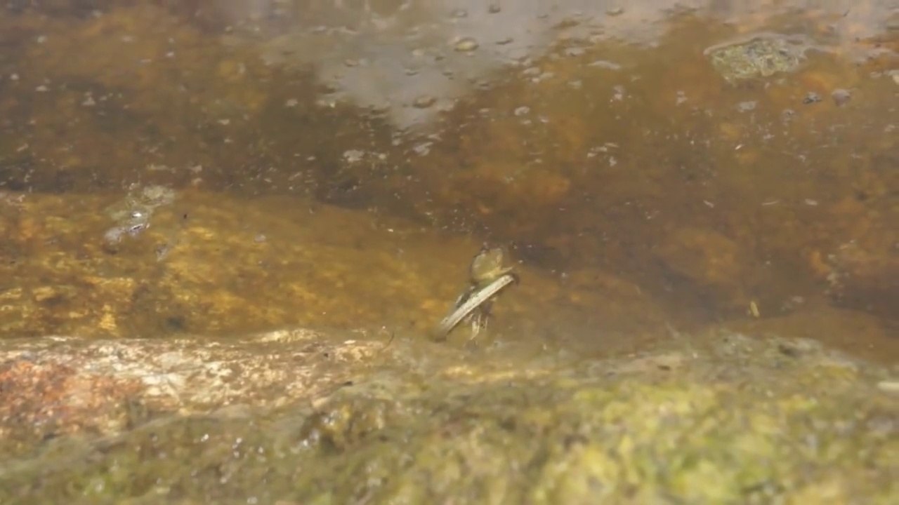 Une punaise d'eau géante s'en prend à un serpent. Impressionnant