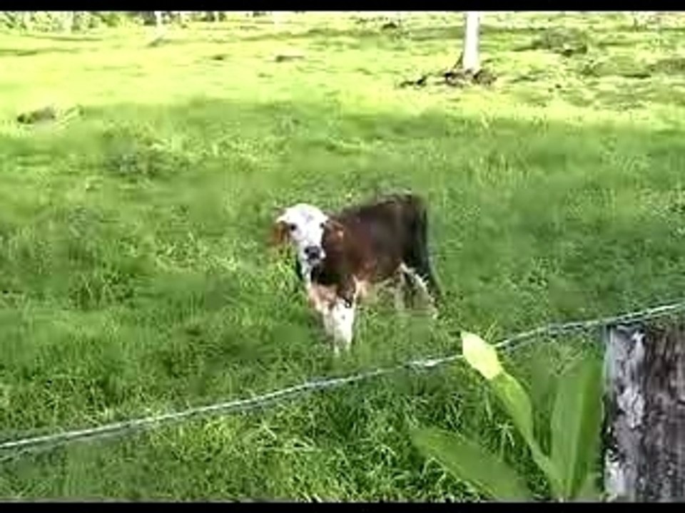 Independent Samoa - Pisupo #3