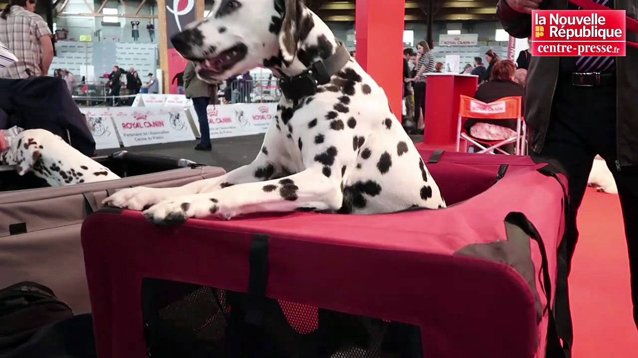 VIDEO. Plus de 2000 chiens à l'expo canine de Poitiers