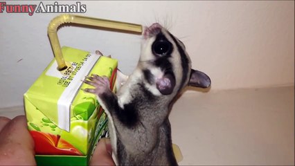 Cutest Baby Sugar Glider! 2017