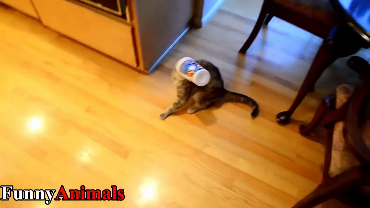 Funny Cats Compilation 2017