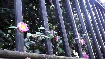 Behold, Othello Syndrome: Understanding Morbid Jealousy and Its Legal Implications