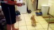 Funny Dogs and Cats Begging For Food - Funny Dog & Cat Videos 2017
