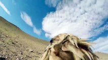 GoPro: Hunting a Fox From an Eagles POV