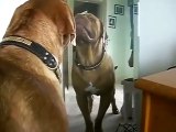 Quand ton chien se voit dans un miroir !