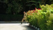 Kılıç Timi, Albay Kopuzun sorumlu tutulmaması için istifasını verdi! Savaşçı 14. Bölüm by