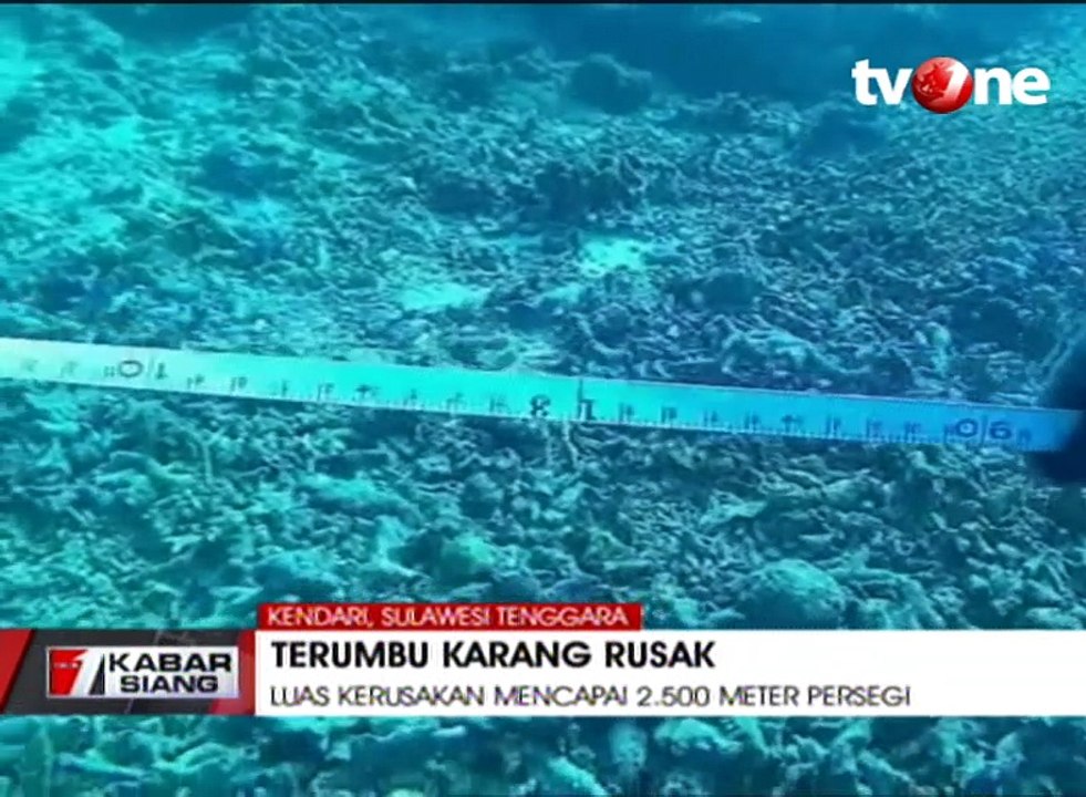 Terumbu Karang di Teluk Bone Rusak Akibat Kapal Tanker
